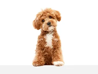How Long Do Maltipoos Live? Average Lifespan, Data & Care Guide