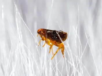 Can Dogs Die From Fleas? Vet-Reviewed Facts & Prevention Tips