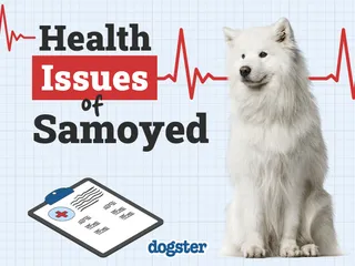 7 Samoyed Health Issues You Should Know Before You Get One