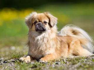 Tibetan Spaniel Dog Breed: Info, Pictures, Facts & Traits