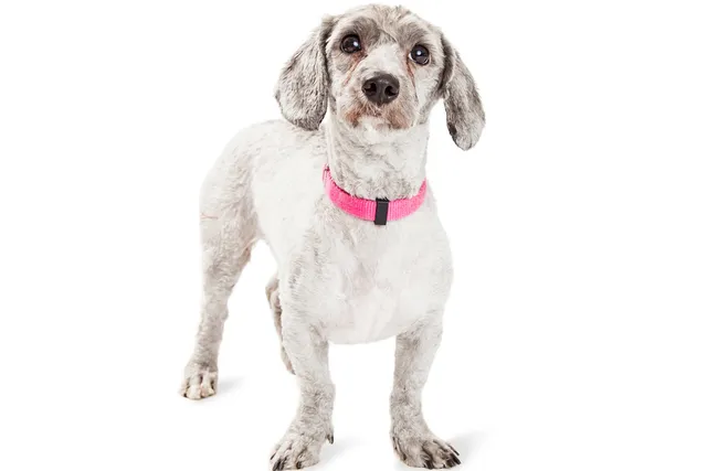 Doxie Poo (Dachshund & Poodle Mix): Info, Pictures, Care & More