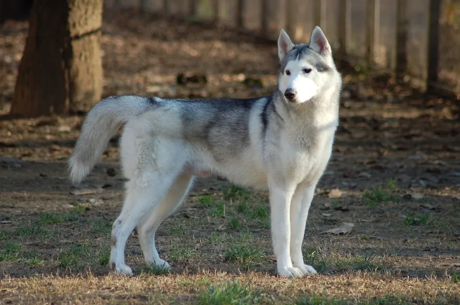 Siberian Husky standing outdoors