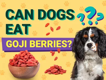 Can Dogs Eat Goji Berries? Vet-Verified Facts & FAQ
