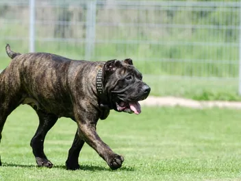 Exercises for Dogs With Arthritis: 4 Different Ways