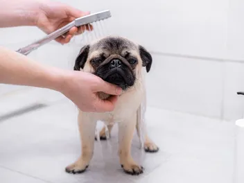 11 Best Pug Shampoos in 2026 - Reviews & Top Picks