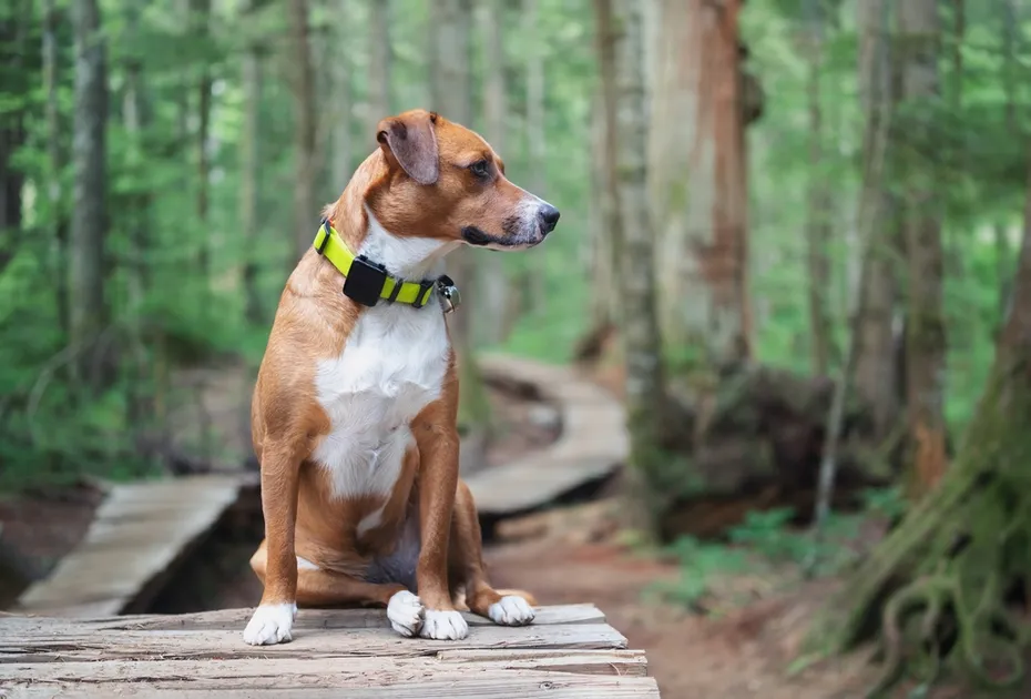 Dog with gps tracker