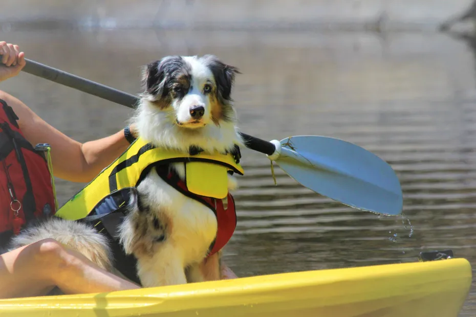 Kayaking in the lake with a dog