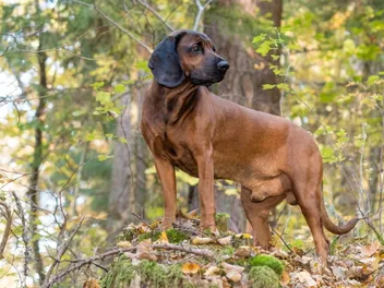 Bavarian Mountain Scent Hound Dog Breed: Info, Pictures, Traits & Care
