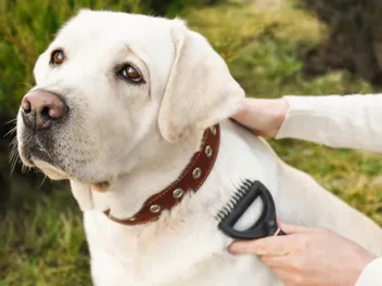 10 Best Dog Brushes for Labs in 2026 - Reviews & Top Picks