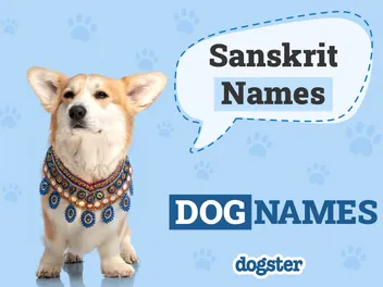145+ Sanskrit Dog Names: Popular Male & Female Options