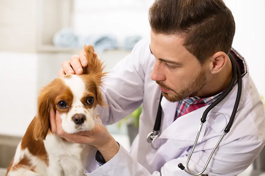 vet checking the ear of cavalier king charles spaniel dog