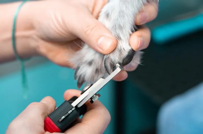 vet cutting dog's nails with trimmer