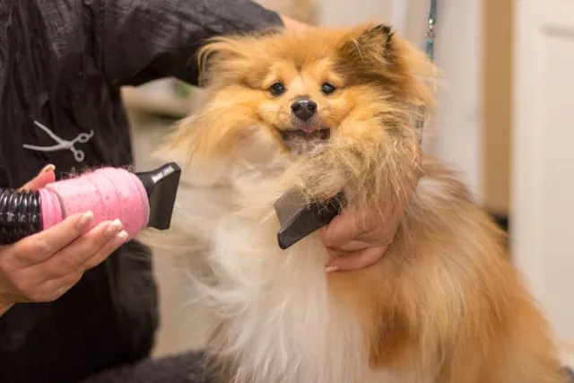 How to Groom a Sheltie: 3 Vet-Verified Tips & Steps
