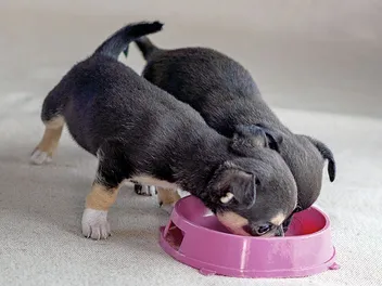 10 Best Puppy Foods for Chihuahuas in 2026 - Reviews & Top Picks