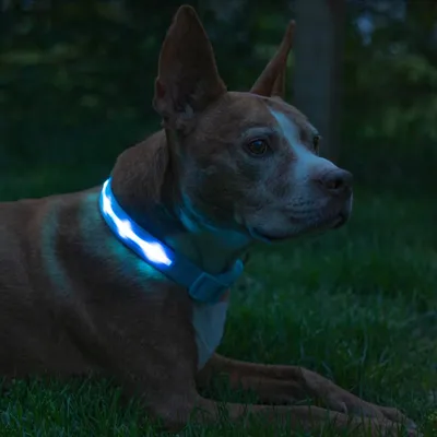 Blazin LED USB Rechargeable Nylon Dog Collar