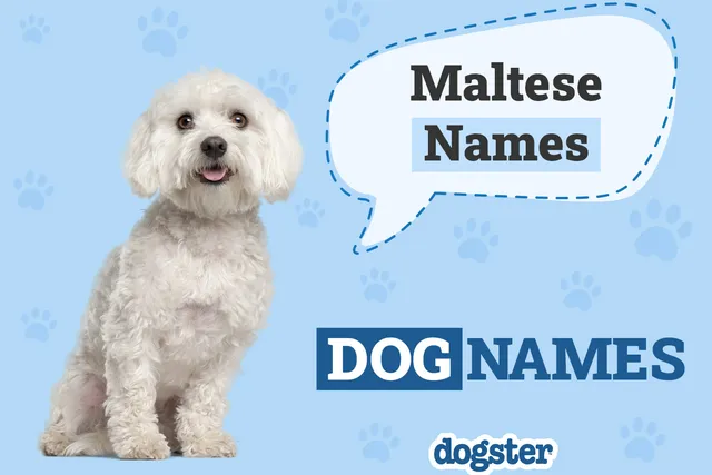 400 Popular & Unique Maltese Names for Your Adorable Pup