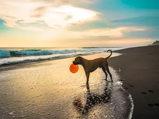 Top 5 Dog Friendly Beaches in Miami, FL in 2026: On & Off-Leash Places