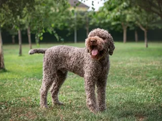 20 Rare Dog Breeds in the US: Info, Pictures & History
