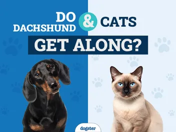 Will a Dachshund Get Along with a Cat? How to Introduce Them (Vet-Reviewed)