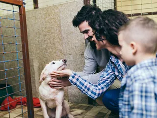 Adopting an Older Puppy: 9 Vet-Verified Pros & Cons