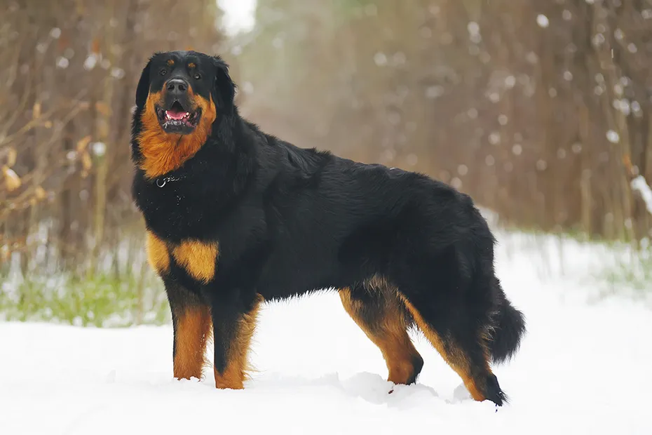 Buryat-Mongolian Wolfhound in the forest during winter