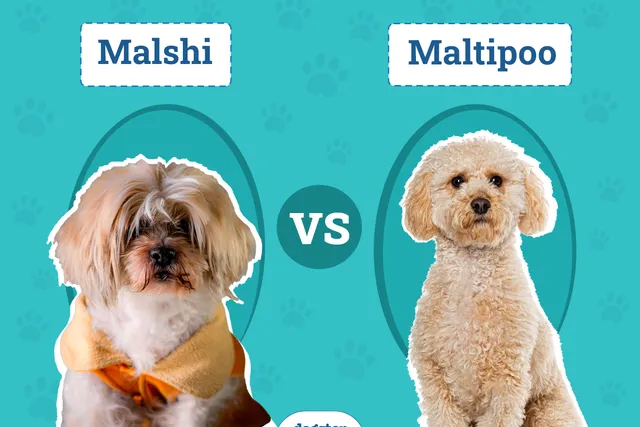 Malshi vs Maltipoo: Which One Is Right for Me? (With Pictures)