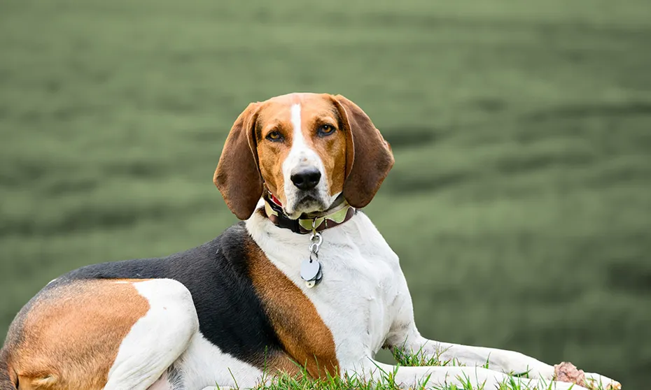 Treeing Walker Coonhound sitting on grass