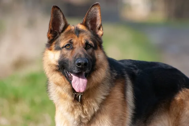 13 Amazing Large Dog Breeds for First-Time Dog Owners (With Info & Pictures)