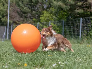Treibball for Dogs: What It Is & How to Get Started