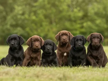 Labrador Retriever Puppies for Sale in Tennessee: Breeders List