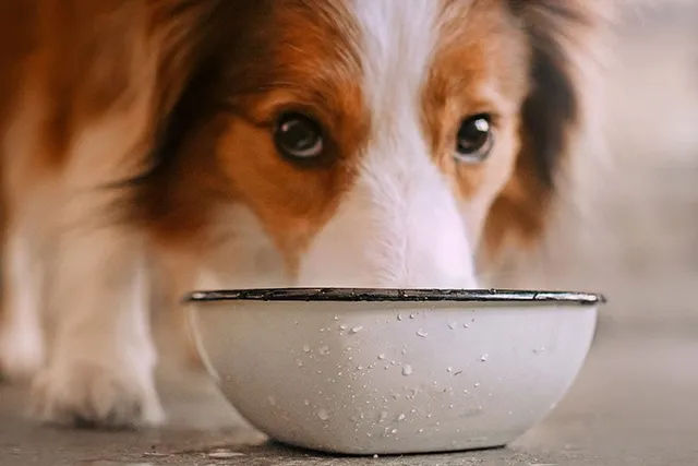 How to Keep Birds Away from Dog Food: 7 Easy & Effective Ideas