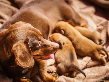 What to Feed a Mother Dog After Giving Birth: Vet-Approved Options & Tips