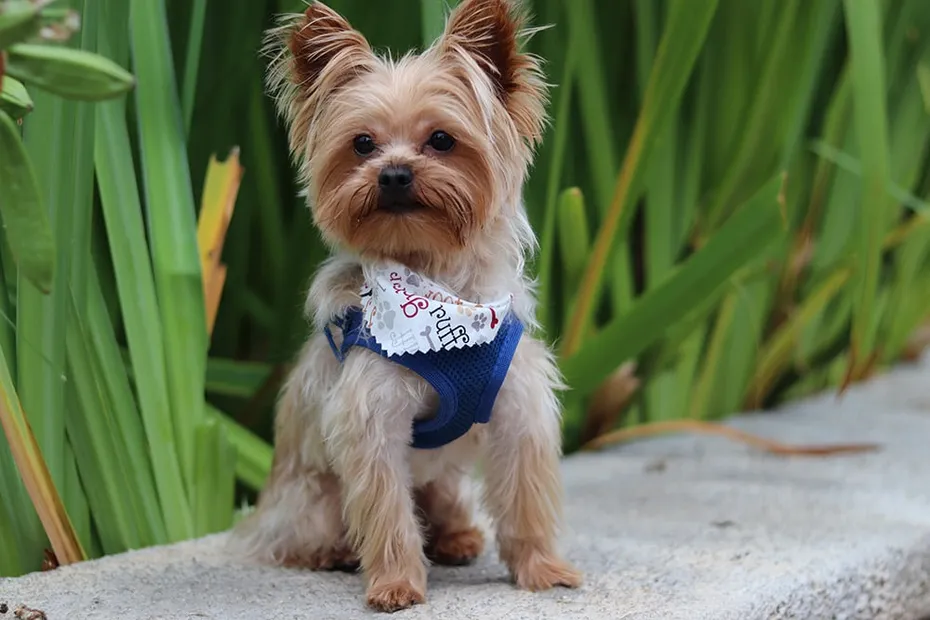 Teacup yorkie dog wearing a harness