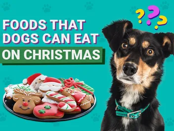 10 Vet-Verified Foods That Dogs Can Eat on Christmas (With Pictures)