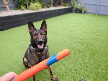 Sticks & Stones May Break Your Bones...and Seriously Injure Your Dog