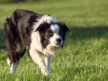 Prey Drive in Dogs: Vet-Verified Signs & How to Help