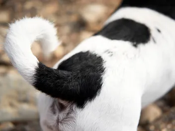 Do Dogs Have Bones in Their Tails? Vet-Verified Facts & Info