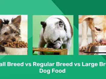 Small Breed Dog Food vs Regular vs Large Breed: Main Differences, Pros & Cons