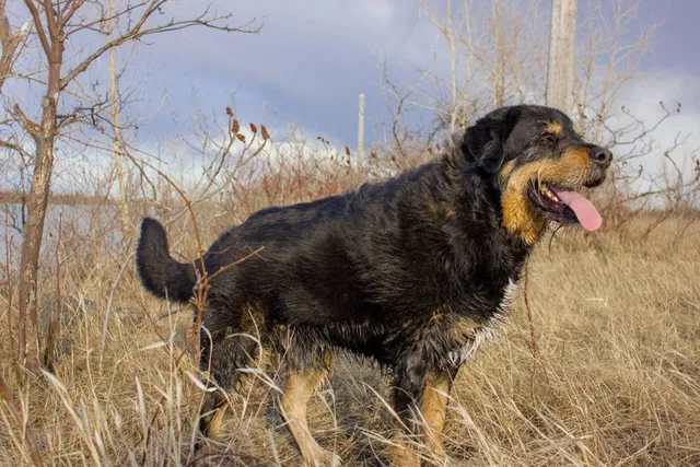 Labernese Dog Breed: Info, Pictures, Care & More
