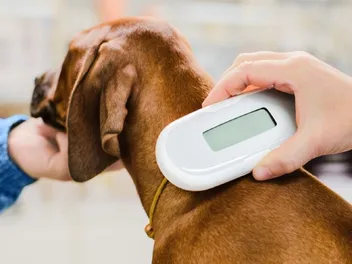 Average Cost to Microchip a Cat or Dog in the UK: 2026 Price Guide