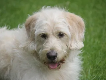 Cream Labradoodle: Info, Pictures, Origin & History
