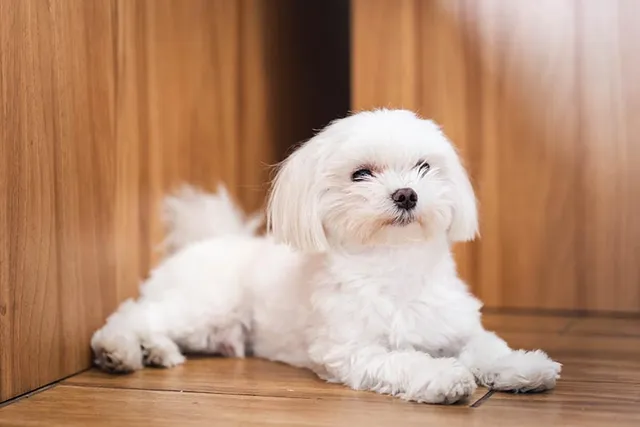 Teacup Maltese: Info, Pictures, Care Guide & More