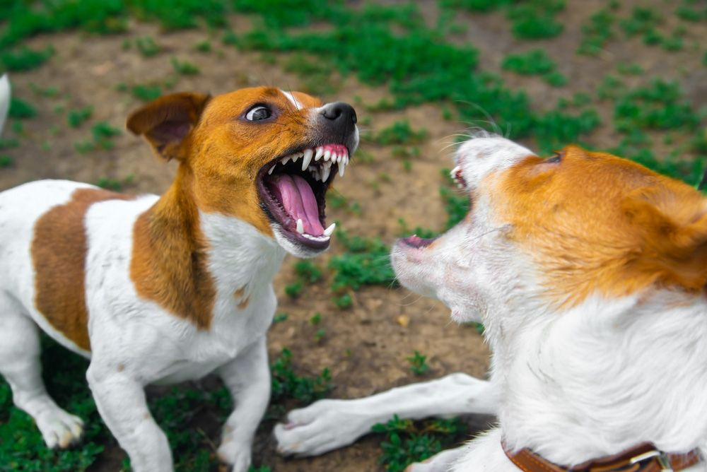 two dogs fighting outdoor