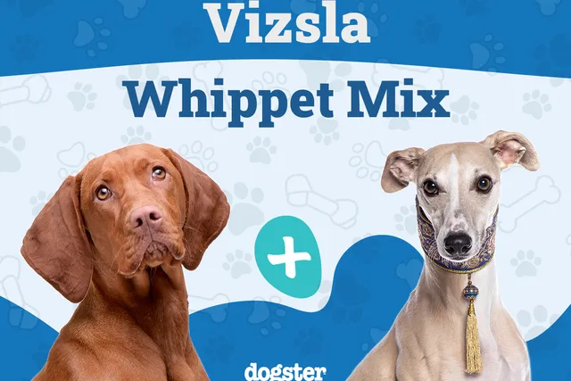 Vizsla Whippet Mix: Info, Pictures, Care Guide & More