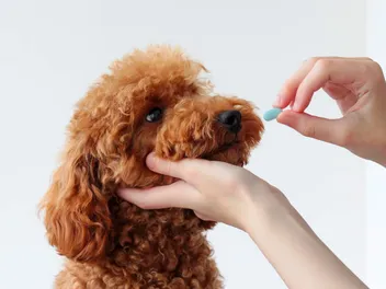 7 Best Puppy Flea & Tick Medicines in 2026 - Reviews & Top Picks