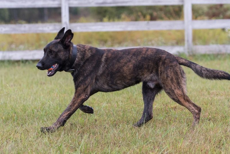 brindle belgian malinois walking