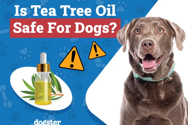 Is Tea Tree Oil Safe for Dogs? Vet-Verified Toxicity & Safety Info