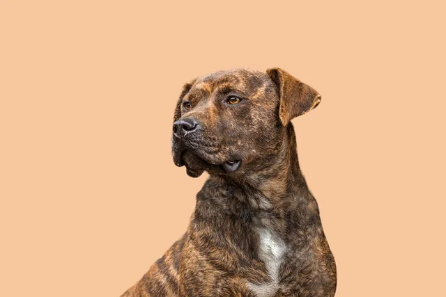 Treeing Tennessee Brindle: Info, Pictures, Facts, & Traits