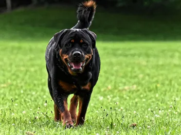 10 Interesting Rottweiler Facts (Vet-Reviewed)