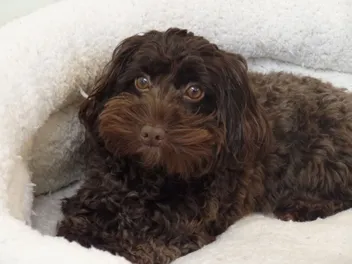 Sable Cockapoo: Info, Pictures, Origin & History